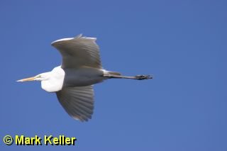 Great Egret