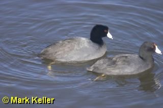 CRW_0267 * American Coots