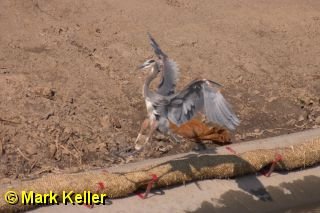 CRW_5570 * Great Blue Heron