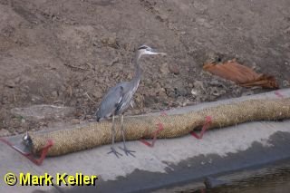 CRW_5571 * Great Blue Heron
