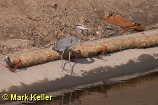 CRW_5573 * Great Blue Heron