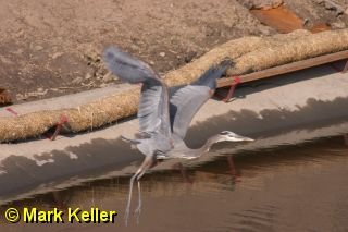CRW_5574 * Great Blue Heron