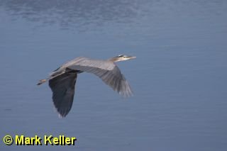 CRW_5575 * Great Blue Heron