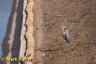 CRW_5579 * Great Blue Heron