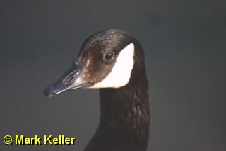 CRW_8105 * Canadian Goose