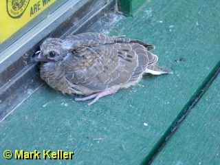 PDRM6053 * Baby Dove