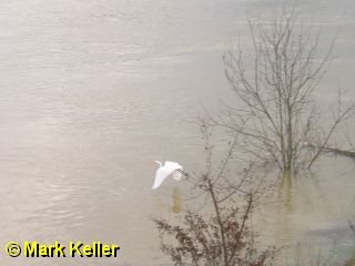 PDRM6288 * Great Egret