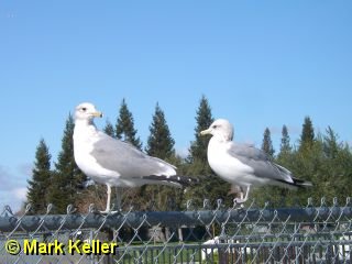 PDRM6565 * Two Gulls