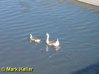 PDRM6753 * Chinese Geese
