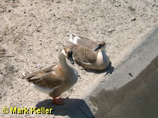 PDRM7533 * Chinese Geese