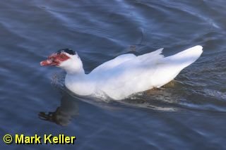 CRW_0256 * Muscovy Duck