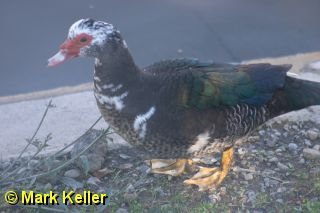 CRW_0276 * Muscovy Duck