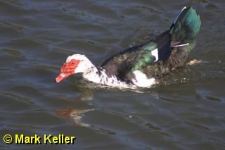 CRW_0280 * Muscovy Duck