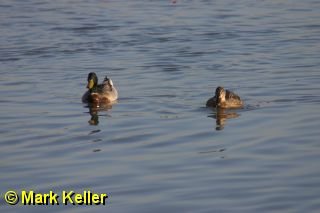 CRW_1629 * Mallard Couple