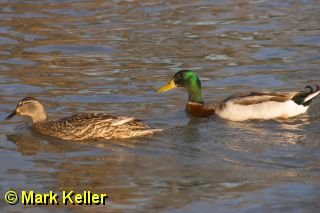 CRW_1631 * Mallard Couple