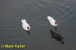 CRW_6233 * Muscovy Ducks