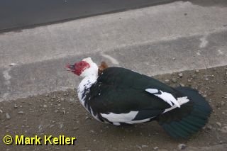 CRW_6239 * Muscovy Duck