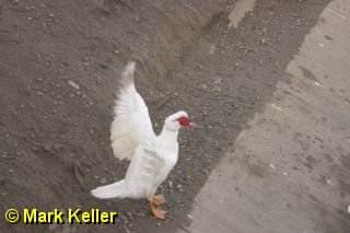 CRW_6558 * Muscovy Duck