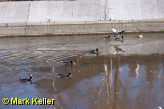CRW_6595 * Mallard Ducks