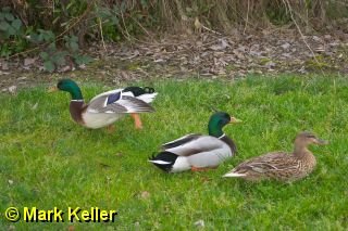 CRW_7010 * Three Mallards
