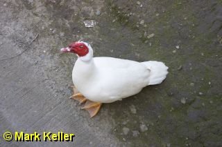 CRW_8090 * Muscovy Duck
