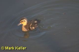 CRW_8096 * Mallard Duckling