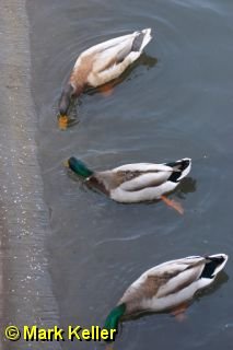 CRW_8109 * Three Mallards