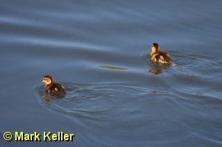 CRW_8128 * Mallard Ducklings