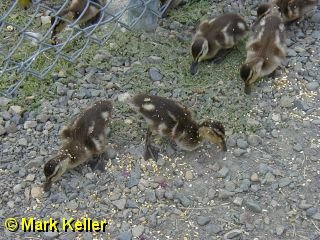 P7070359 * Mallard Ducklings