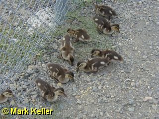P7070364 * Mallard Ducklings