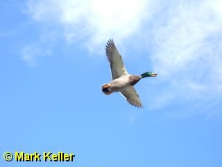 PDRM1014 * Soaring Mallard