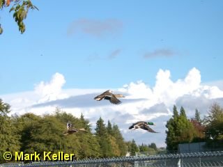PDRM1023 * Flying Mallards
