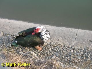 PDRM5848 * Muscovy Duck
