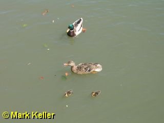 PDRM7526 * Mallard Ducks