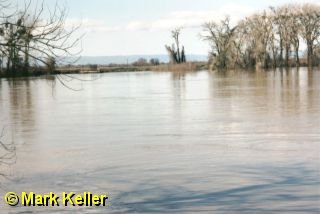 High97River2 * The river ran high in 1997