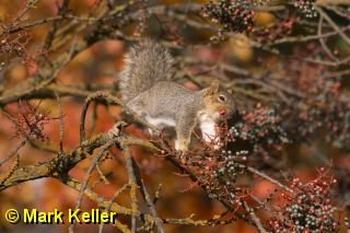 CRW_0575 * Squirrel