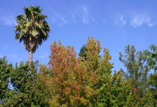 Start of Fall Colors in the Pocket - Copyright 2004 Mark Keller