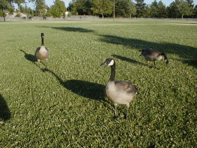 Large winged visitors